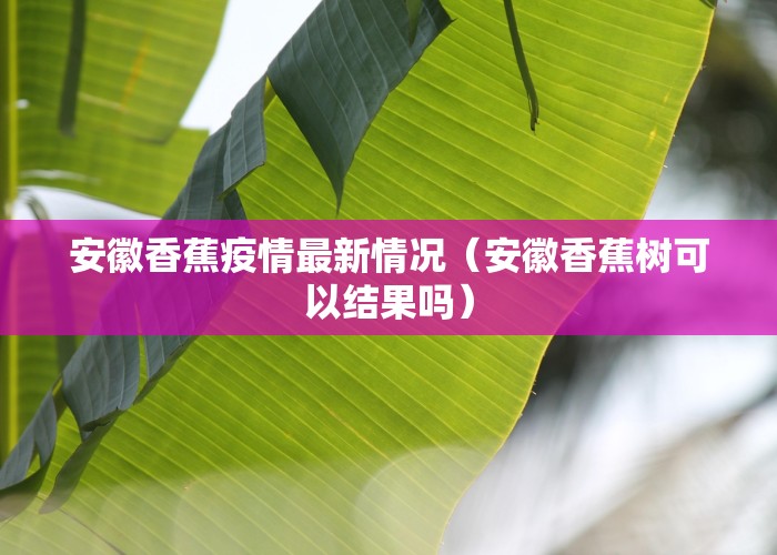 安徽香蕉疫情最新情况（安徽香蕉树可以结果吗）